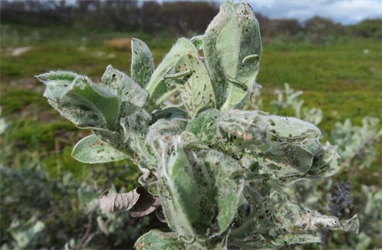 Moth outbreaks at Varanger peninsula have spread to salix shrub